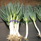 大量长宝大葱出售，价格从优