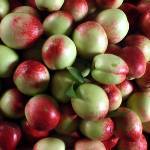 河北省秦皇岛市油桃毛桃 暖棚的