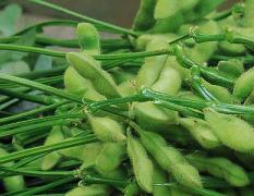 供应优质绿色毛豆，豆角（非大棚种植）