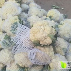 曲周菜花何去何从东牛牛献民诚信合作