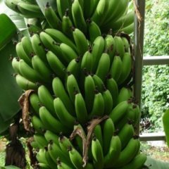 南宁武鸣里建附近有万亩优质香蕉