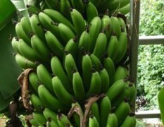 南宁武鸣里建附近有万亩优质香蕉