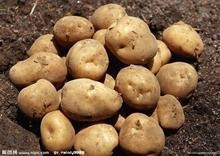 陕西大量品质优良土豆