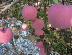 洛川县槐出售套袋红富士与花冠苹果！