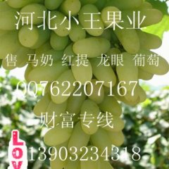 供应白马奶 红提 龙眼葡萄