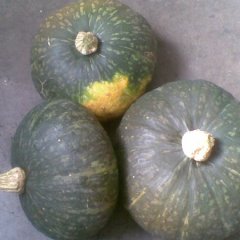 黑龙江大量南瓜（倭瓜）九月上市，价格优惠。