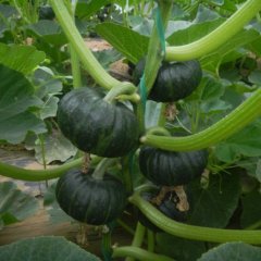 山东红南瓜、贝贝南瓜、小桔瓜等各类品种南瓜