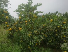 四川资阳大量供应大量柑橘