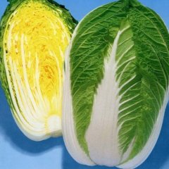 河南通许万亩大白菜、红萝卜即将成熟上市