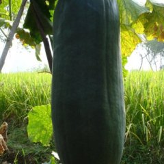 万亩冬瓜基地。八月上市