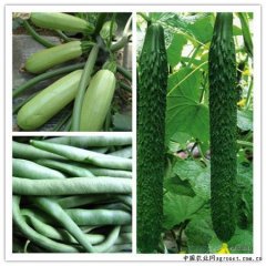 常年大量供应新鲜瓜果蔬菜