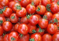 贵州大量大红西红柿9月已全部大上市