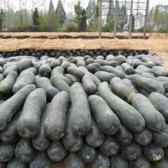 河南省开封市冬瓜 欢迎来电