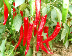 金塔辣椒，杂粮各种农副产品