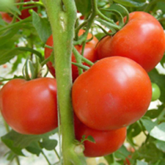 大红西红柿 硬粉西红柿 黄瓜 辣椒 等无公害蔬菜