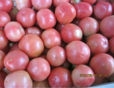 河南省新乡市西红柿供应，欢迎来电洽谈收购代理