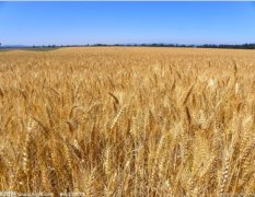 河南商丘大量供应小麦