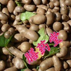 优质细毛长山药