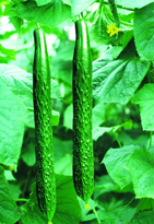 山东省莘县妹大量供应优质黄瓜 ，代办联系电话13869521172