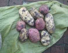 大量出售讷河土豆，种豆，菜豆