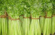 大量供应优质美国西芹