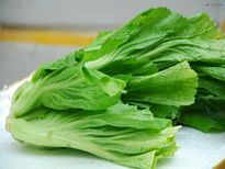 广西贺州包心芥菜 （819）日供40吨