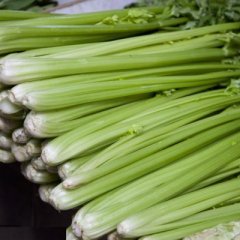 山东省德州市优质芹菜