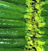 大棚黄瓜大量上市大、中、小条