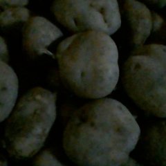 土豆——（一点红）