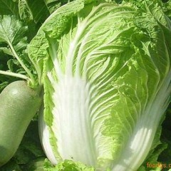 开封市通许县孙营乡孟岗疏菜基地