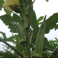  山东省淄博市秋葵，田七，紫背，罗布麻等