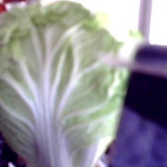 河南省开封市通许县孙营乡孟岗疏菜基地