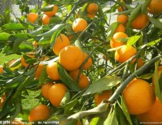 大量早熟柑橘出售 价格优惠