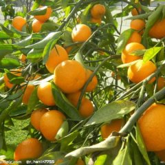 大量早熟柑橘出售 价格优惠