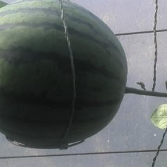  本人长期大量供应本地京欣吊瓜。[em:4:]