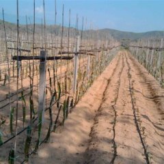 西红柿用水肥一体化滴灌带