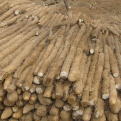 大量低价河北保定麻山药、紫药、白嘴、棒药