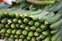 山东莘县董杜庄后王海大量供应黄瓜