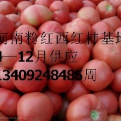 河南大量供应粉红西红柿