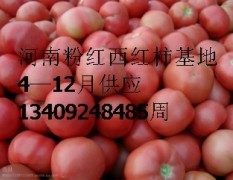 河南大量供应粉红西红柿