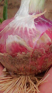 河南通许红皮洋葱已经上市