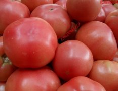 优质西红柿