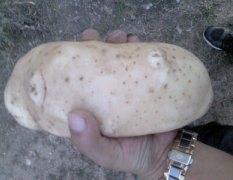 内蒙古土豆