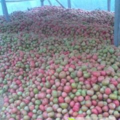 河南省延津县辛庄村粉红西红柿