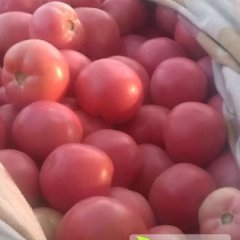 河南省延津县辛庄村粉红西红柿