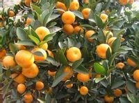 江西抚州抚农蜜橘合作社 寻全国经销批发商