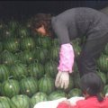 山东西瓜产地山东最大西瓜批发市场