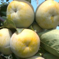 代购恭城柿子，柿饼