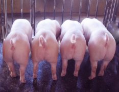 经济开发区韩集乡生猪养殖合作社
