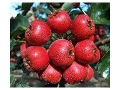 量大出售大金星山楂